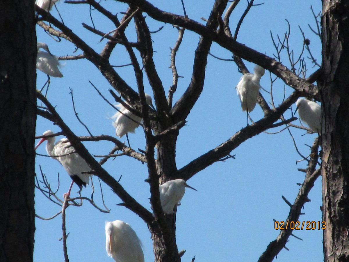 Snowy Egret - ML638074689