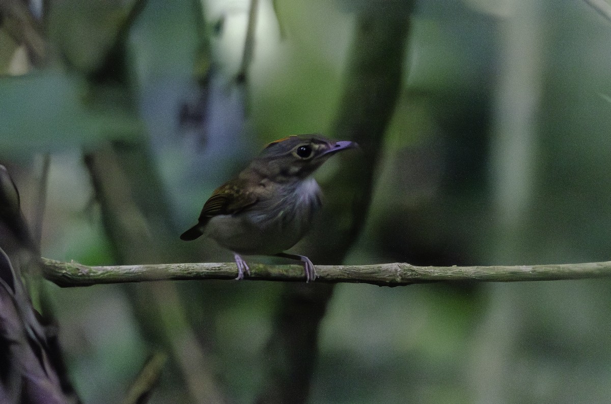 Cinnamon-crested Spadebill - ML638074736