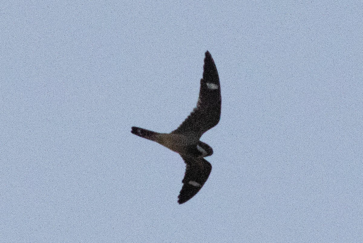 Antillean Nighthawk - ML638074738