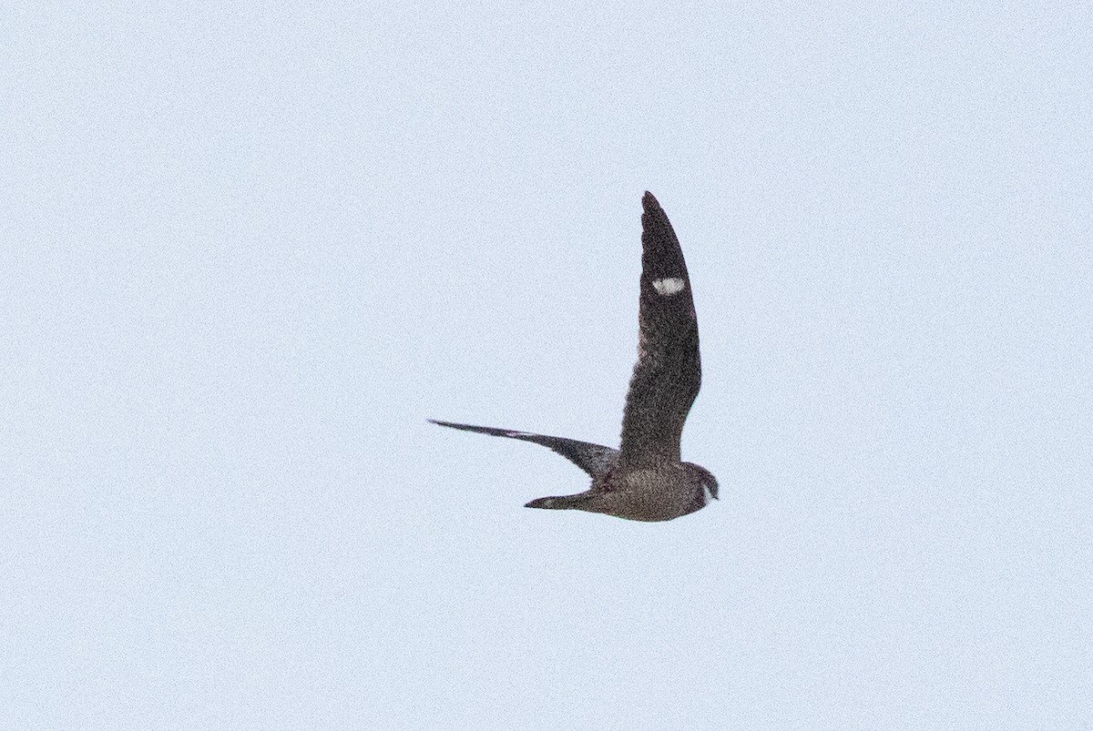 Antillean Nighthawk - ML638074740