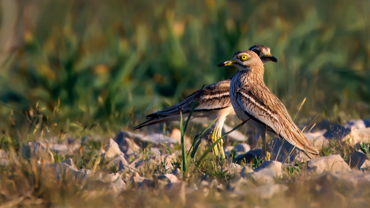 Eurasian Thick-knee - ML638074749
