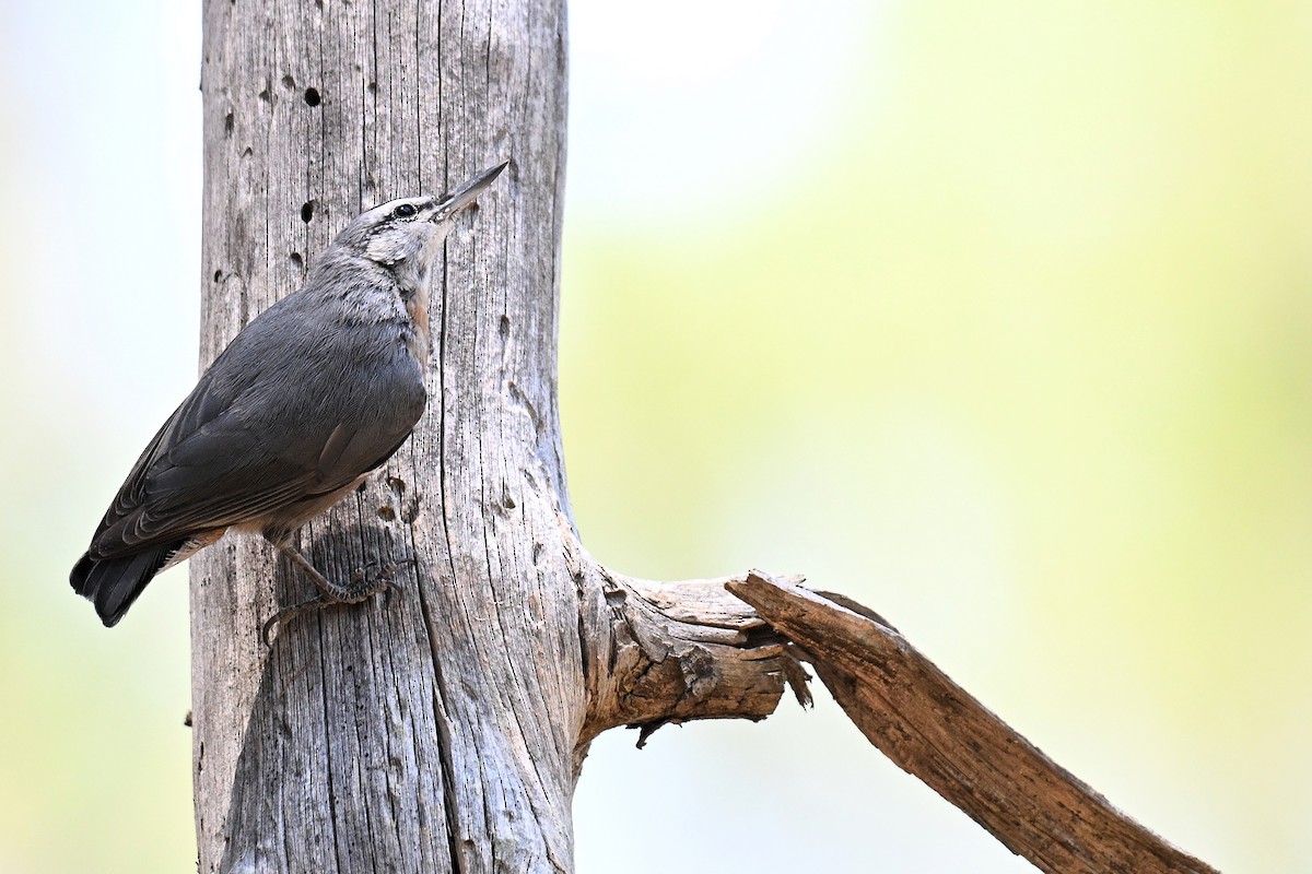 Krüper's Nuthatch - ML638074812