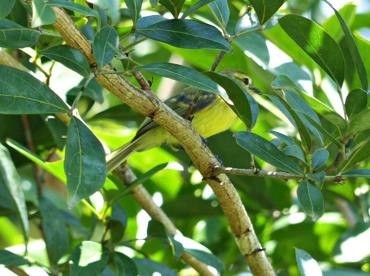Yellow Tyrannulet - ML638074830