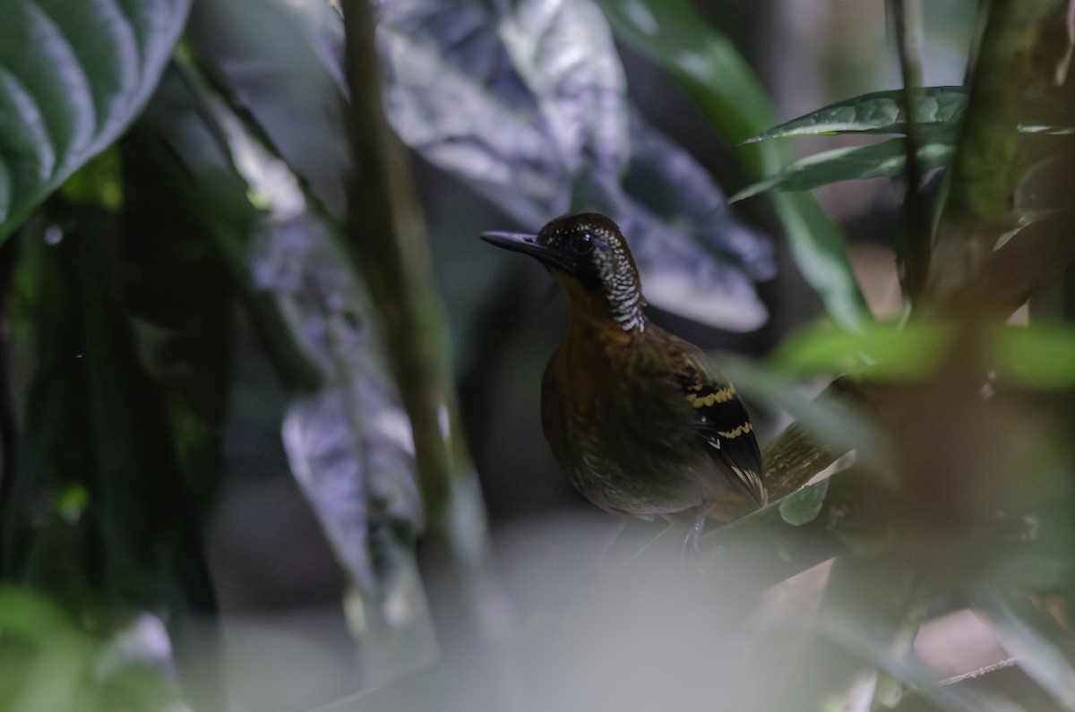 Wing-banded Antbird - ML638074899
