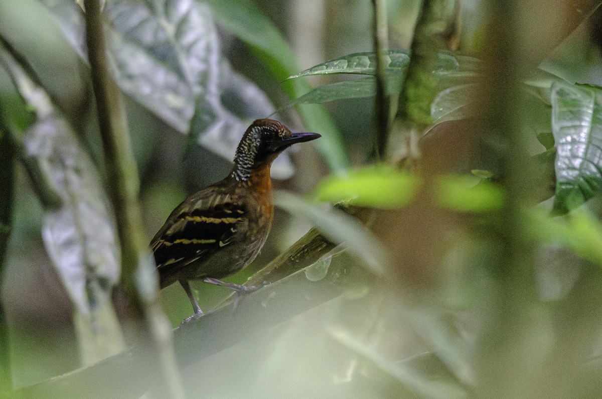Wing-banded Antbird - ML638074901