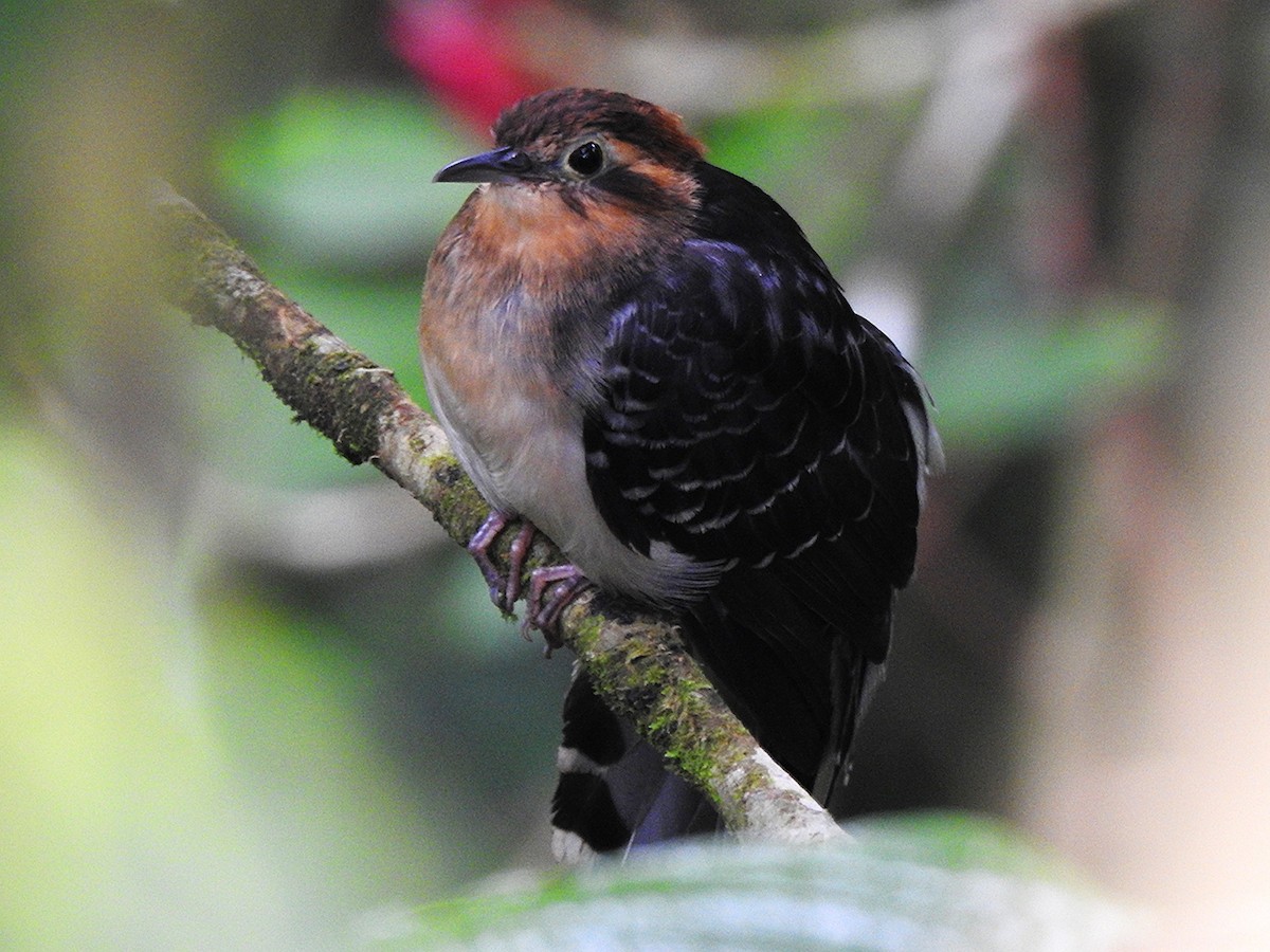 Pavonine Cuckoo - ML638074916