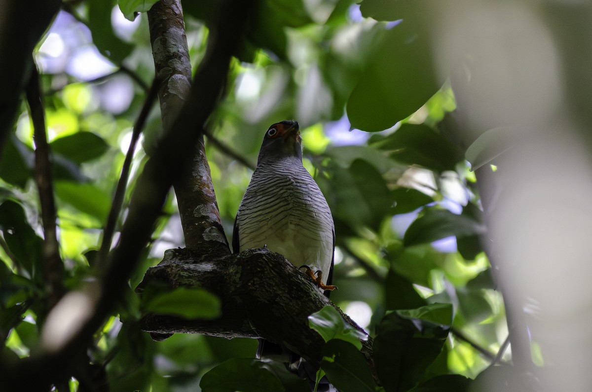 Cryptic Forest-Falcon - ML638074935