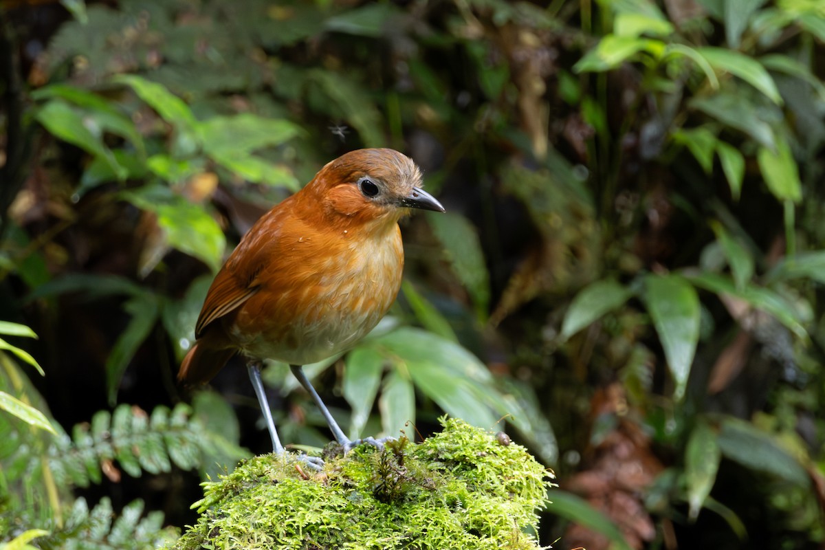 Rusty-tinged Antpitta - ML638074968