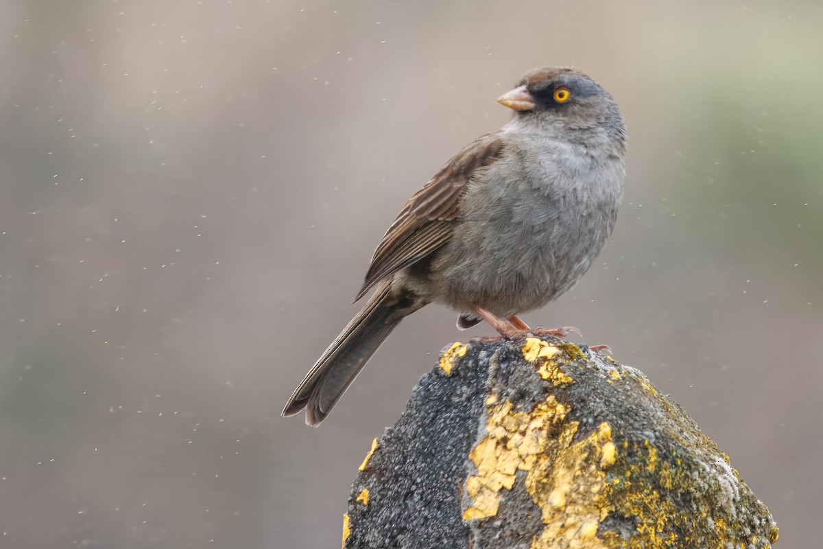 Volcano Junco - ML638074970