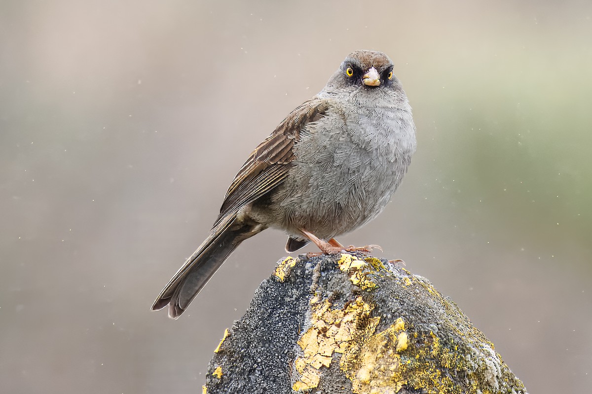 Volcano Junco - ML638074971