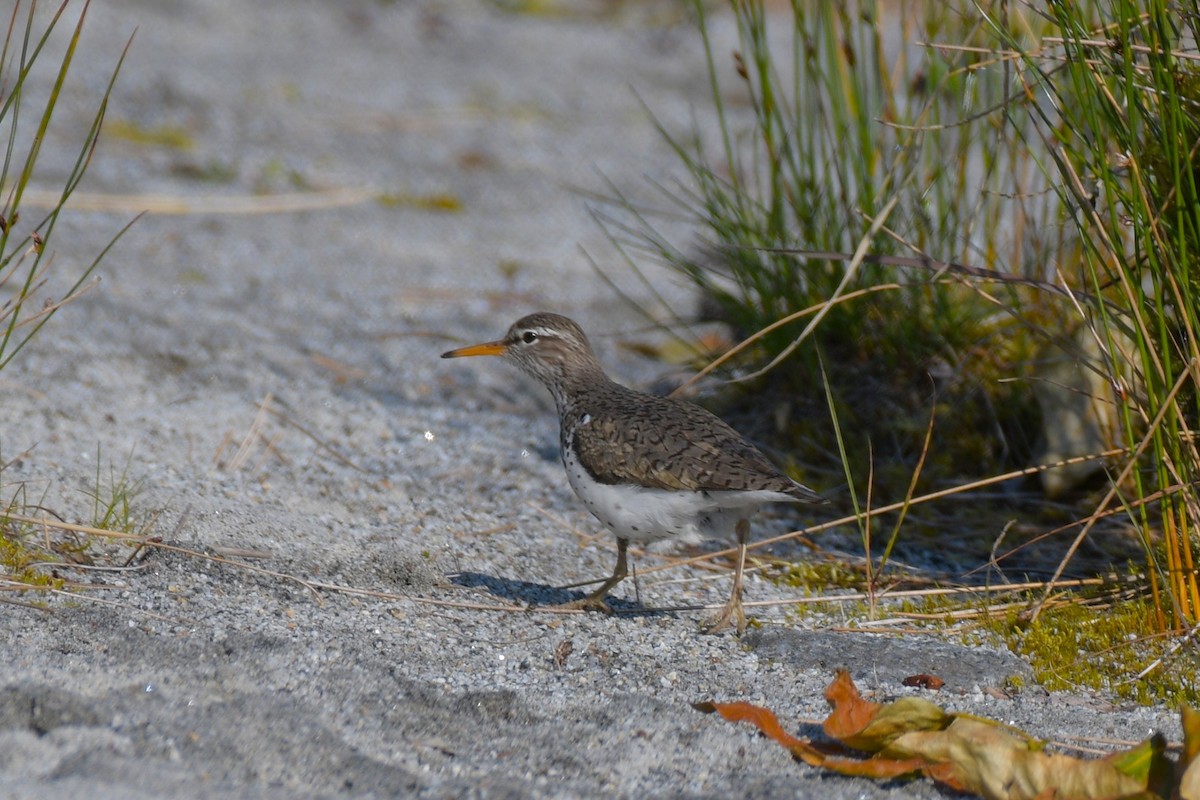 Spotted Sandpiper - ML638075015