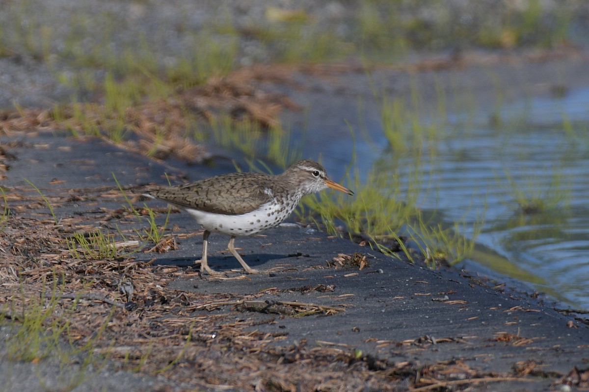 Spotted Sandpiper - ML638075016