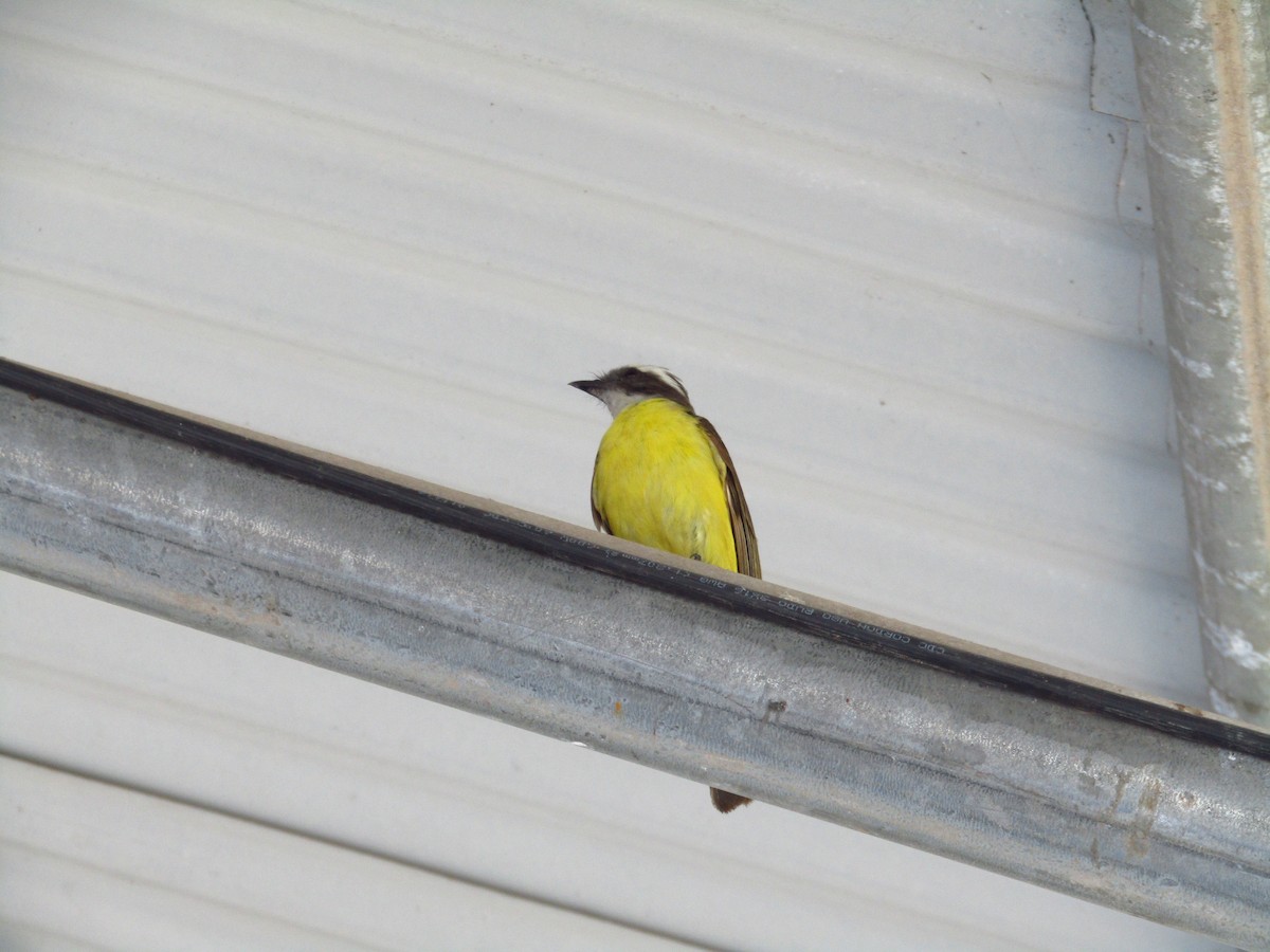 Social Flycatcher - ML638075152