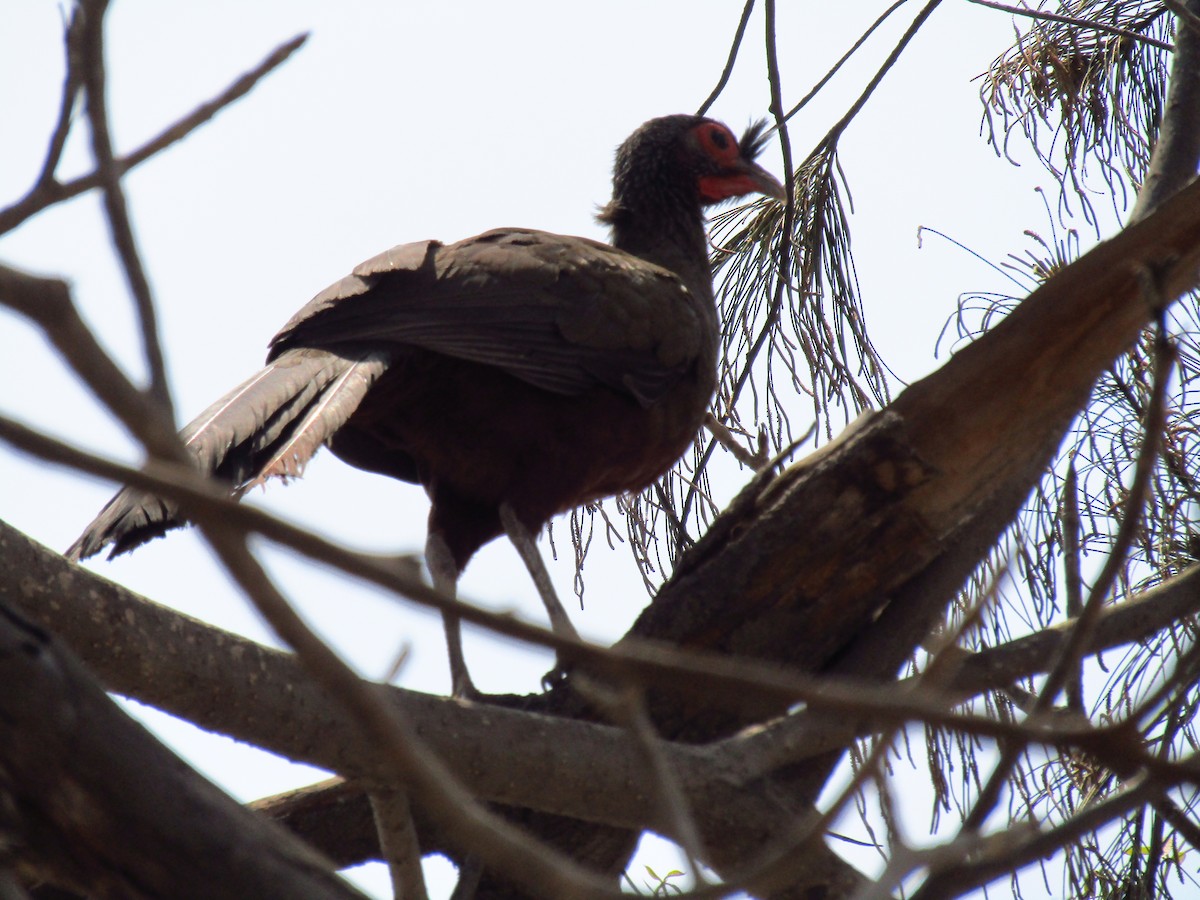 Rufous-bellied Chachalaca - ML638075170