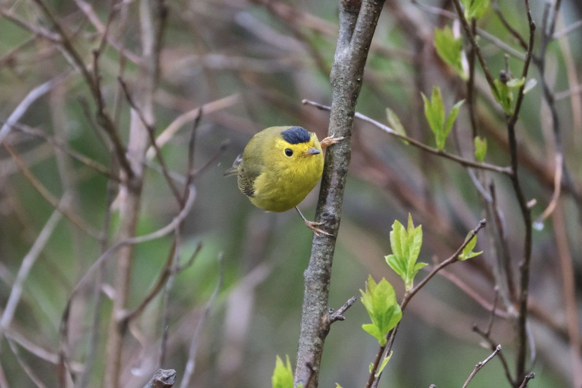 Wilson's Warbler - ML638075182