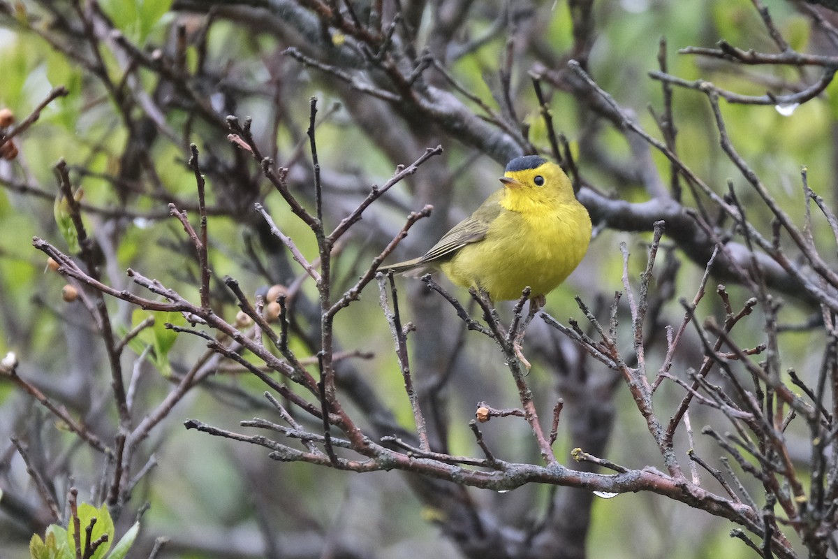 Wilson's Warbler - ML638075183