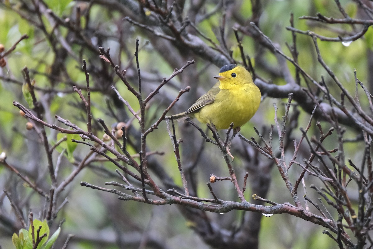 Wilson's Warbler - ML638075184