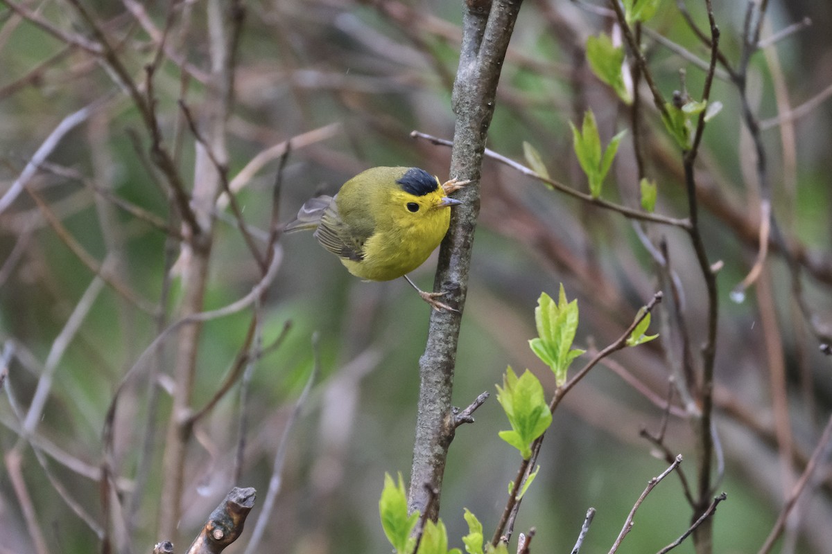 Wilson's Warbler - ML638075185