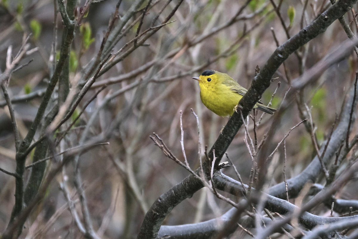 Wilson's Warbler - ML638075186