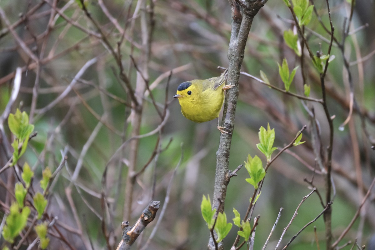 Wilson's Warbler - ML638075188