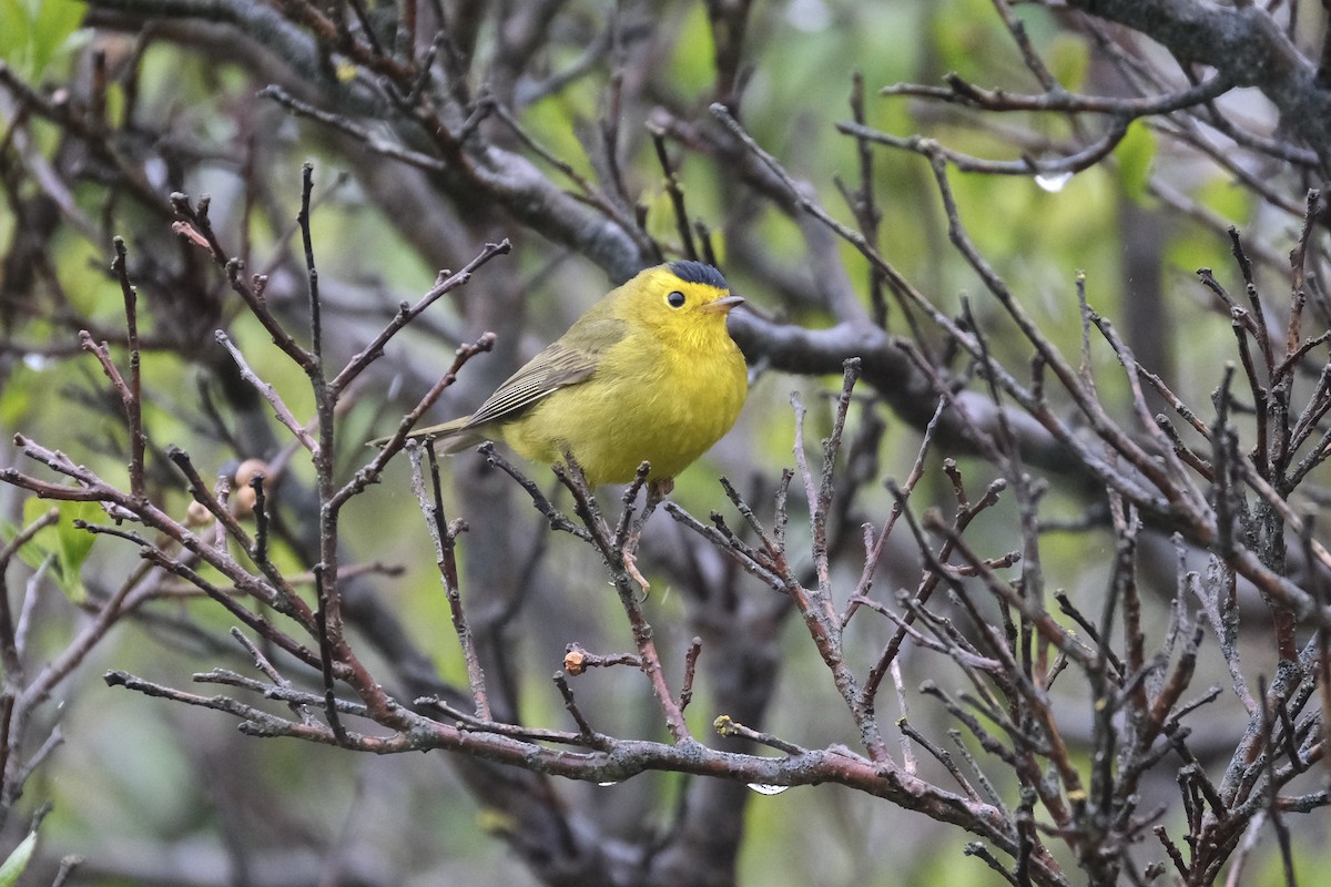 Wilson's Warbler - ML638075189