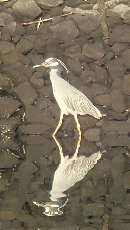 Yellow-crowned Night Heron - ML638075207