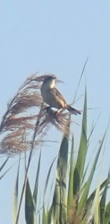 Marsh Wren - ML638075216