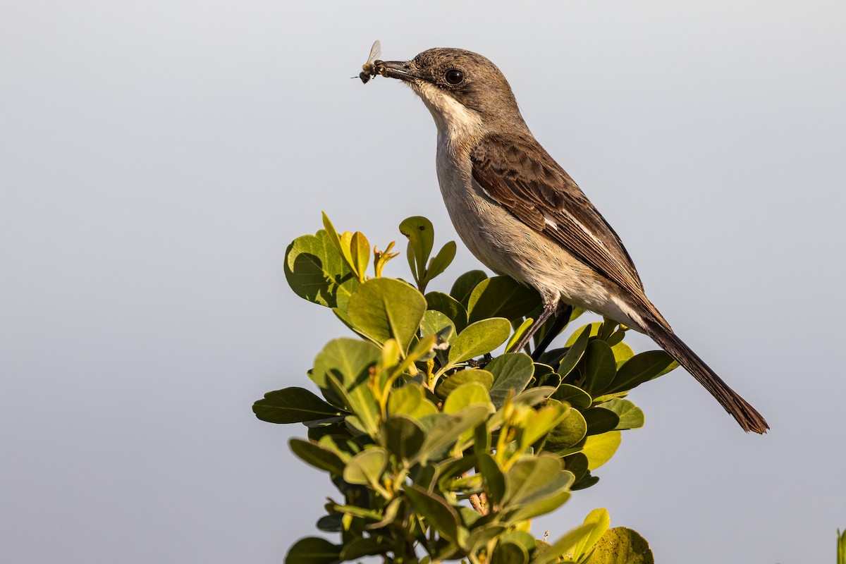Fiscal Flycatcher - ML638075232