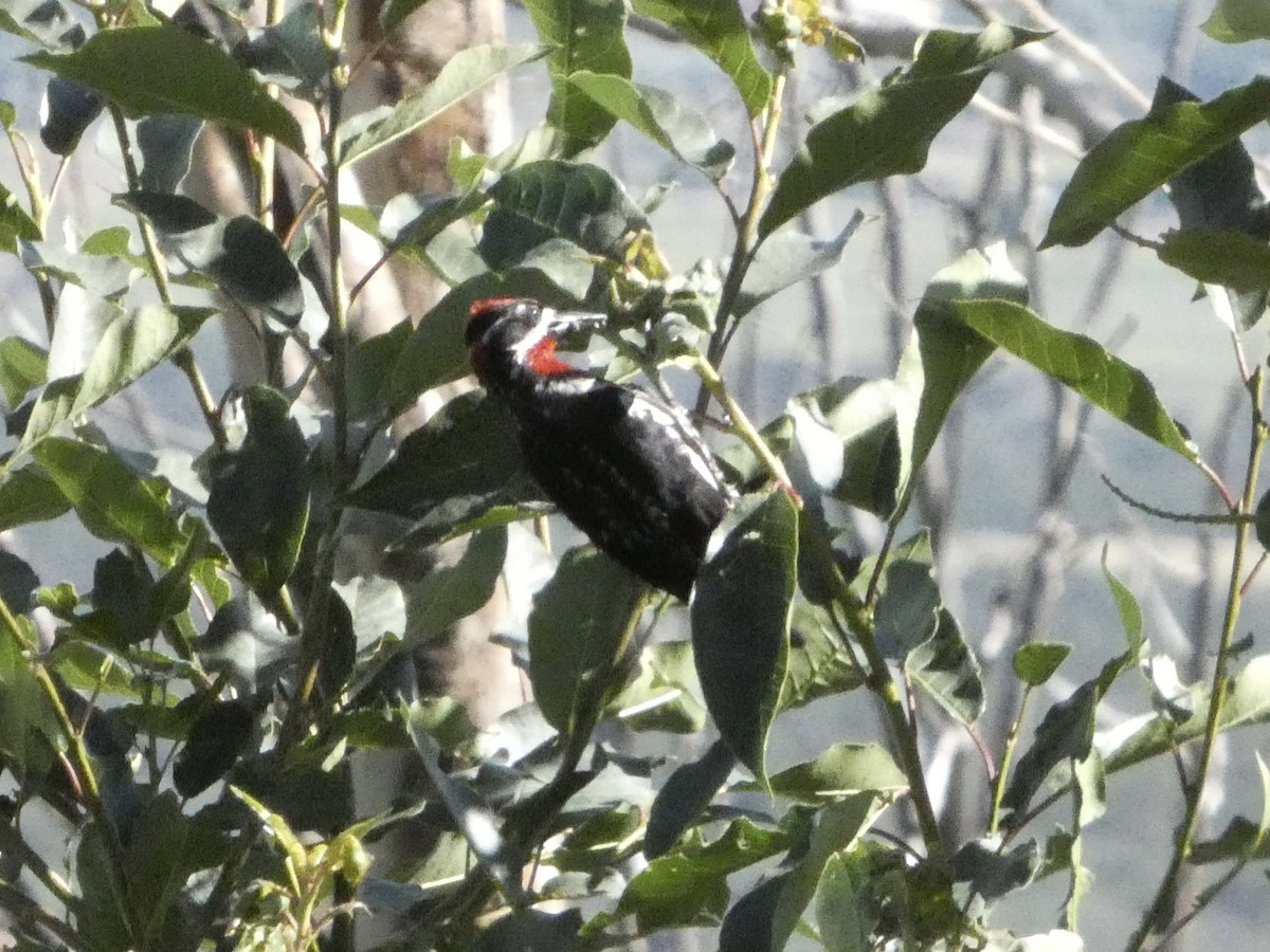 Red-naped Sapsucker - ML638075250