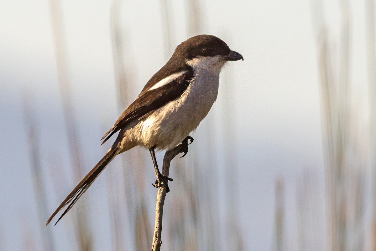 Southern Fiscal - ML638075272