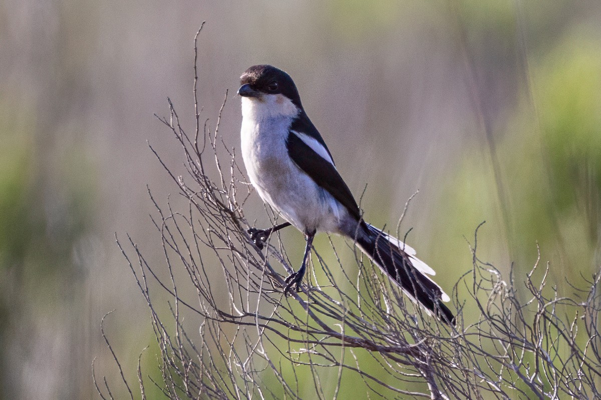 Southern Fiscal - ML638075273