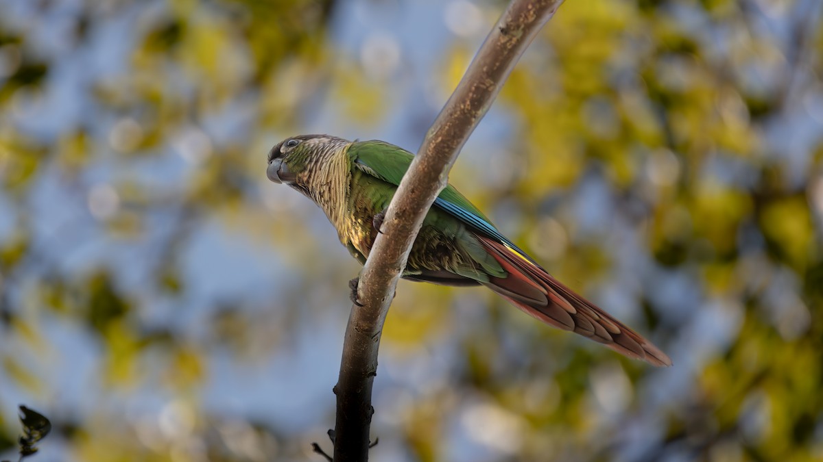 Green-cheeked Parakeet - ML638075323