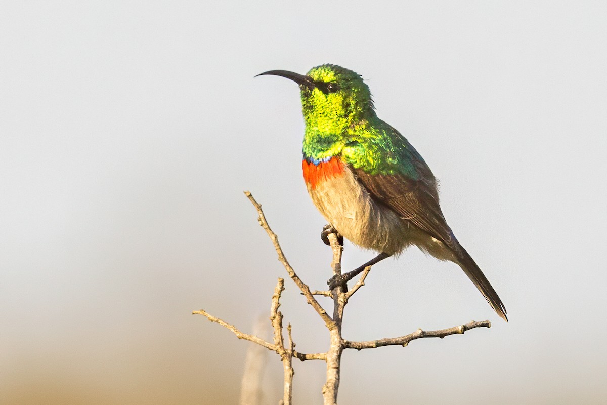 Southern Double-collared Sunbird - ML638075336