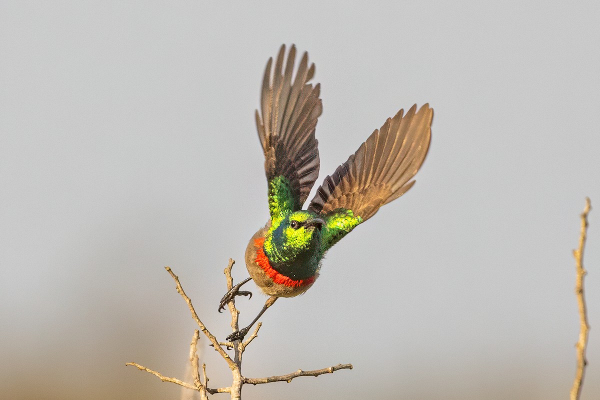 Southern Double-collared Sunbird - ML638075337
