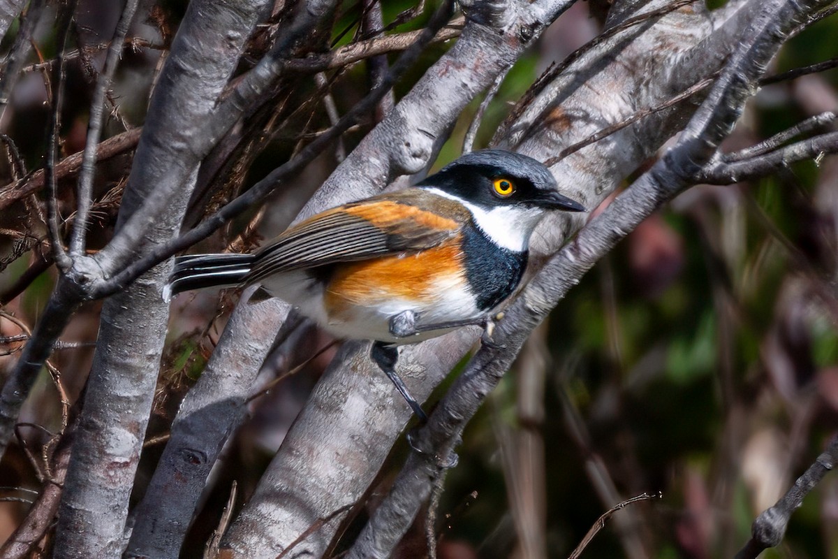 Cape Batis - ML638075417