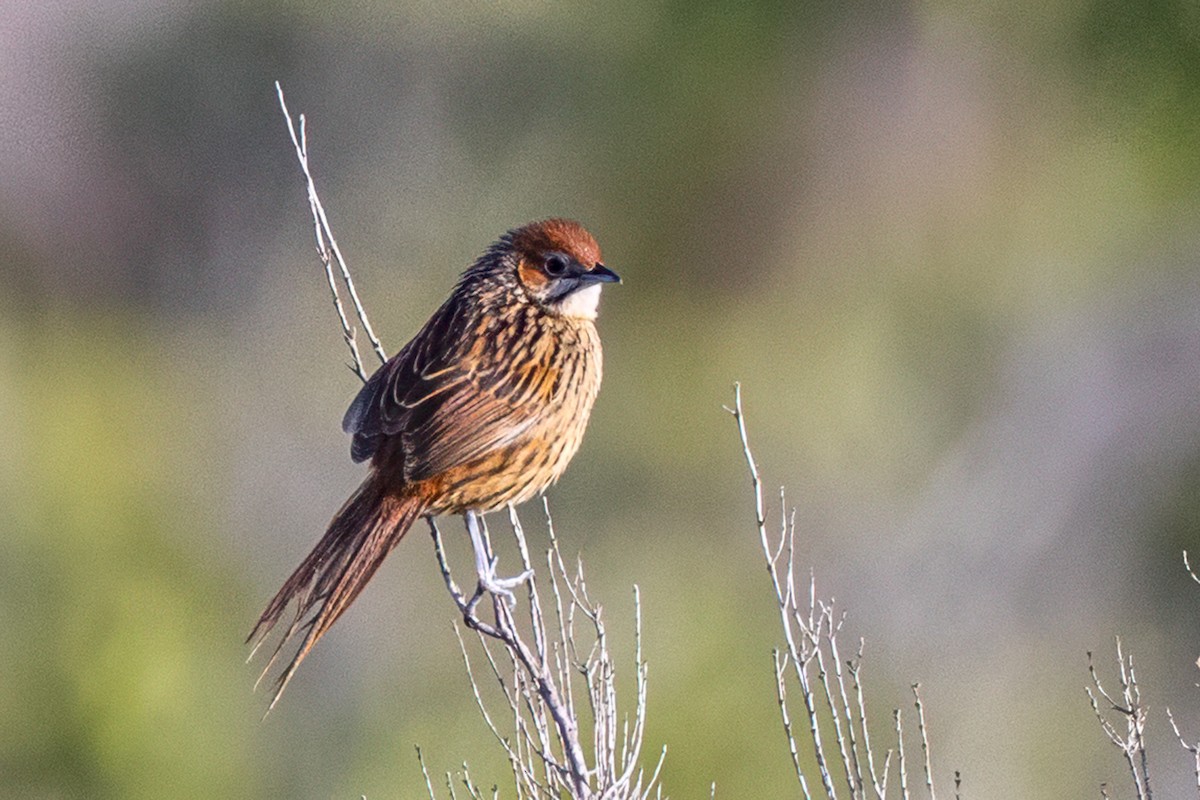 Cape Grassbird - ML638075430