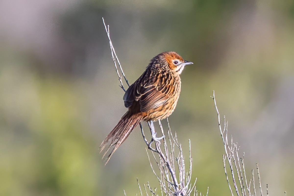 Cape Grassbird - ML638075431