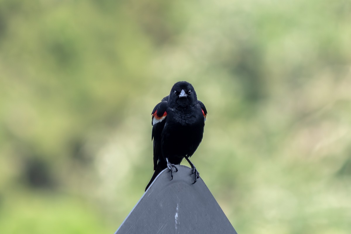 Red-winged Blackbird - ML638075442