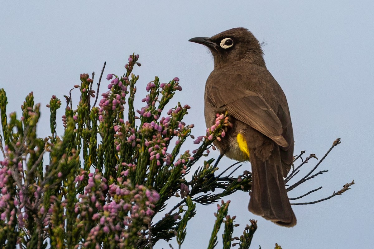 Cape Bulbul - ML638075463