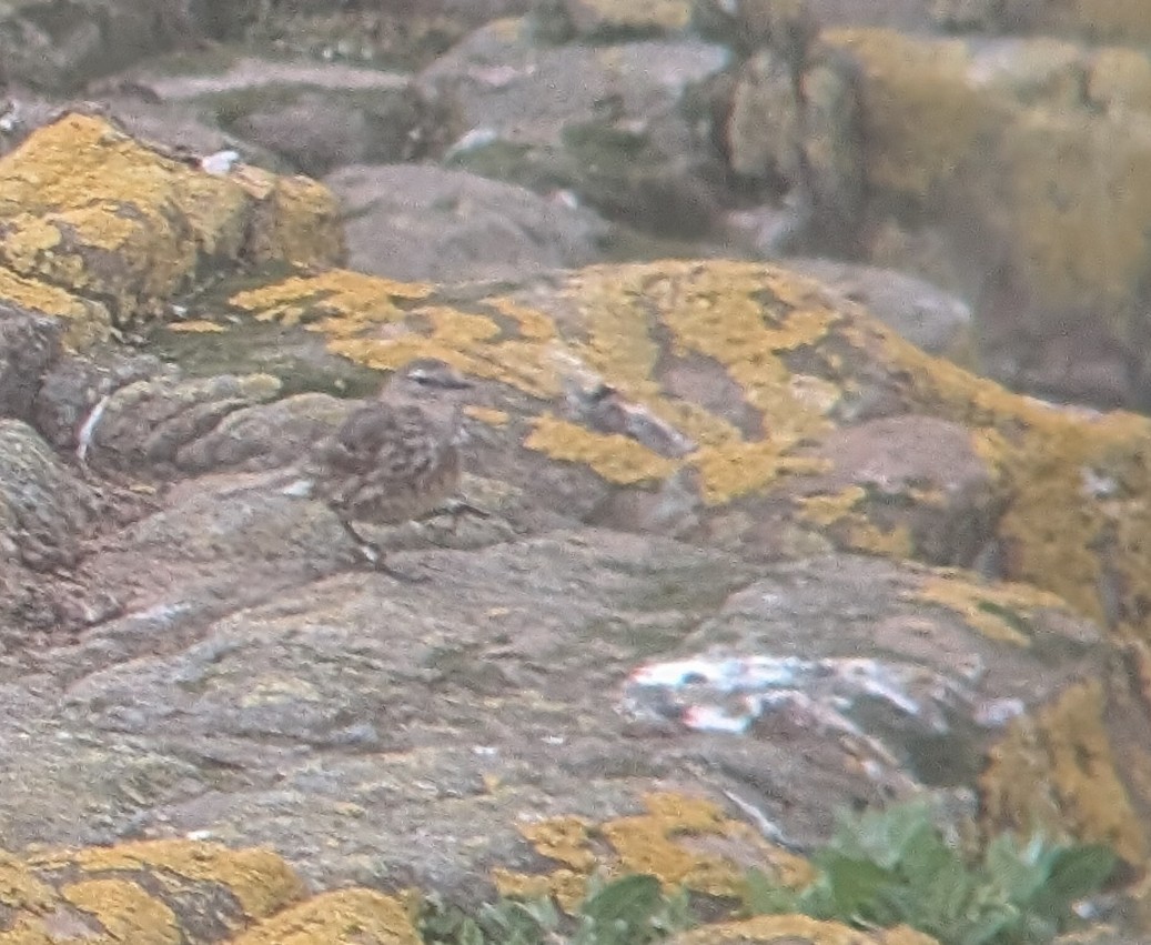 Rock Pipit - ML638075464