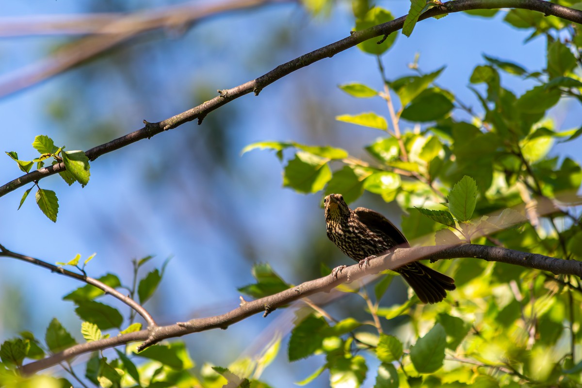 Red-winged Blackbird - ML638075470