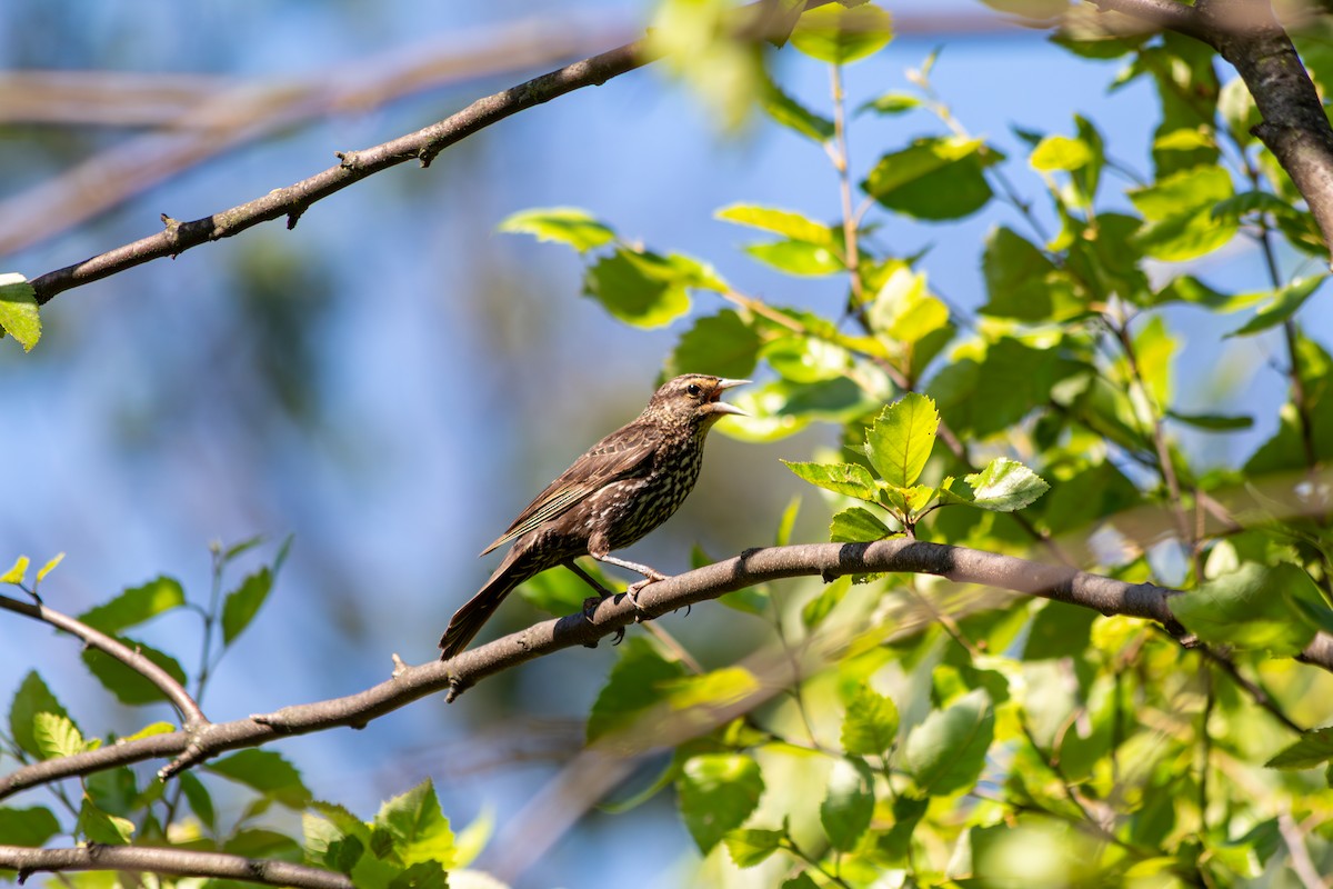 Red-winged Blackbird - ML638075471