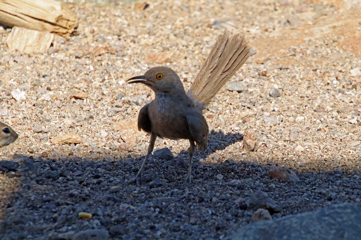 Bendire's Thrasher - ML638075489