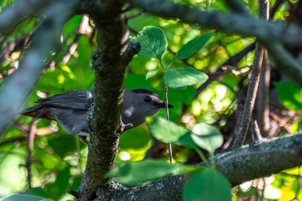 Gray Catbird - ML638075499