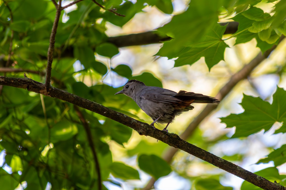 Gray Catbird - ML638075510