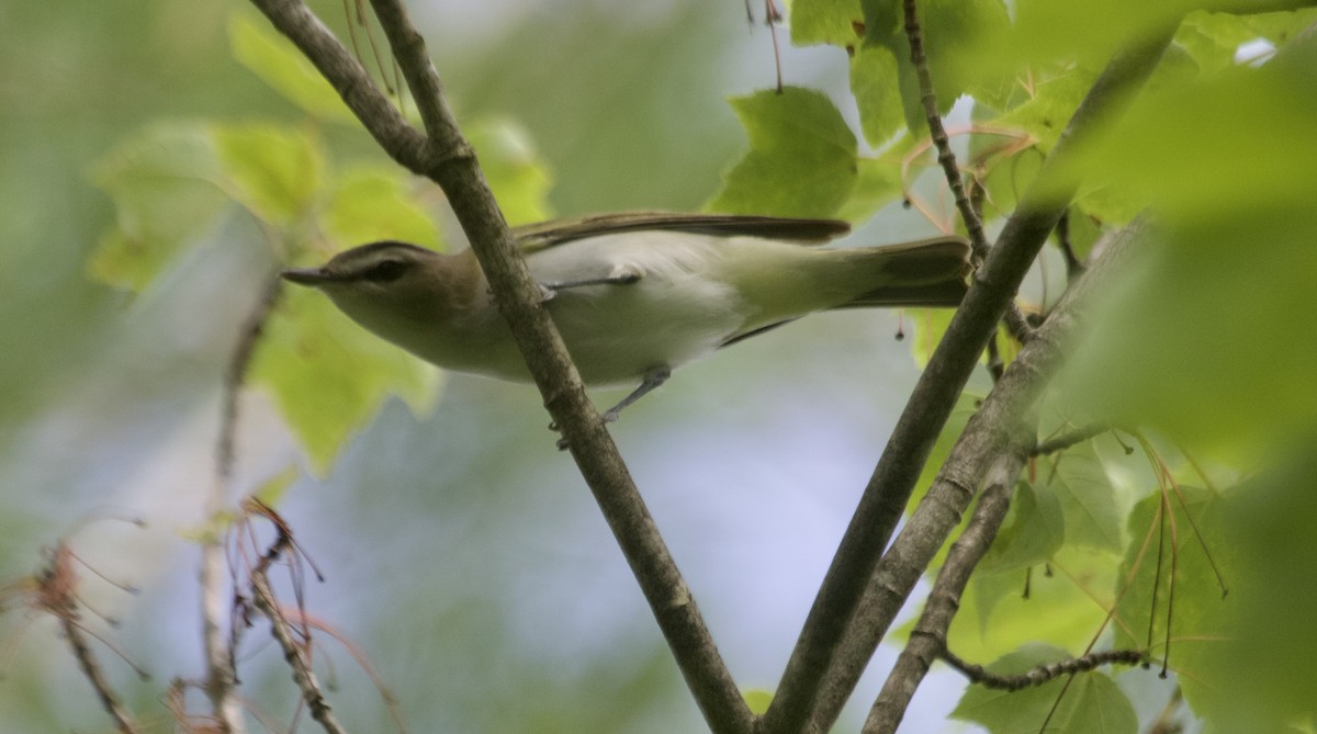 Red-eyed Vireo - ML638075513