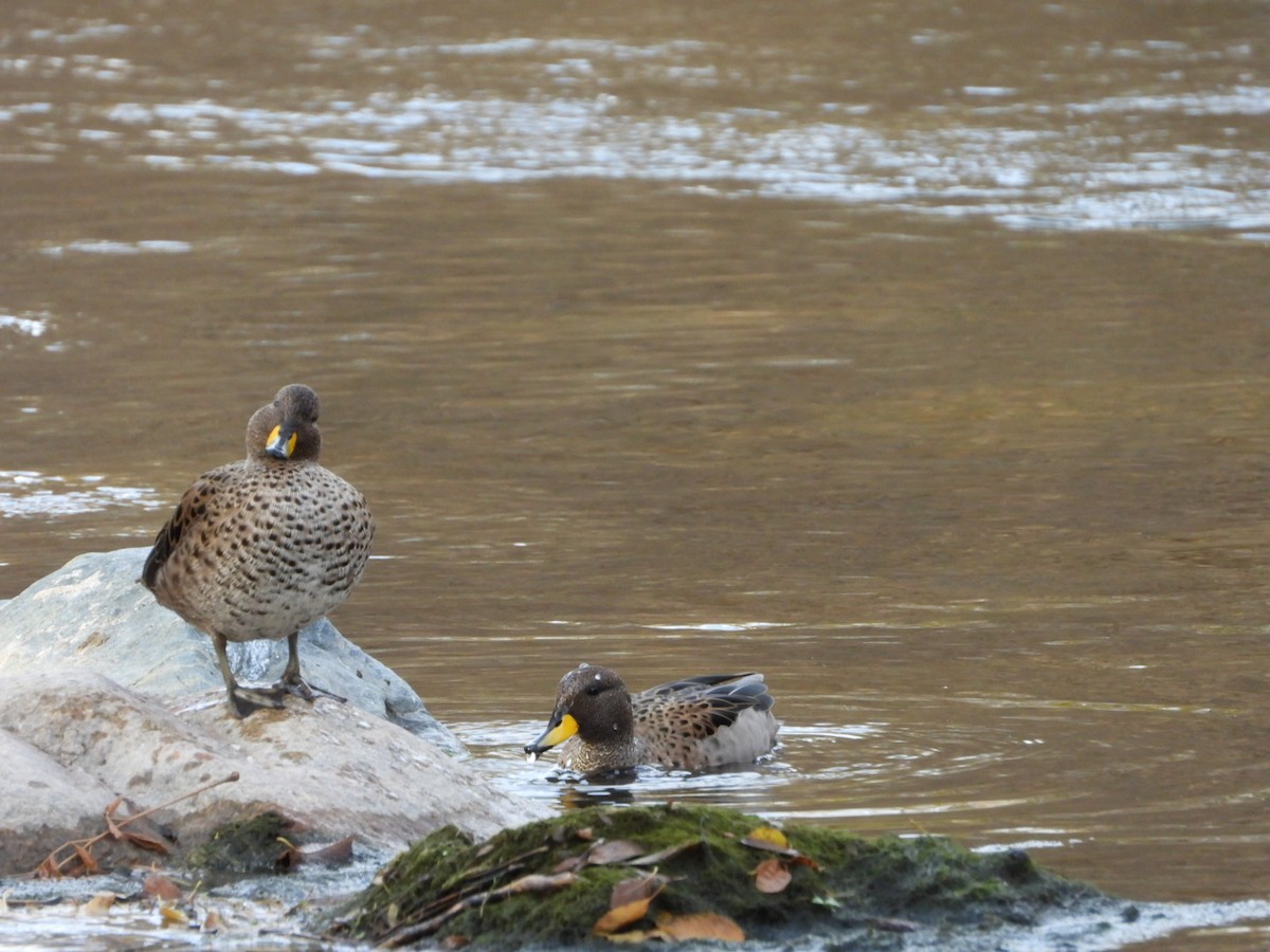 Yellow-billed Teal - ML638075519