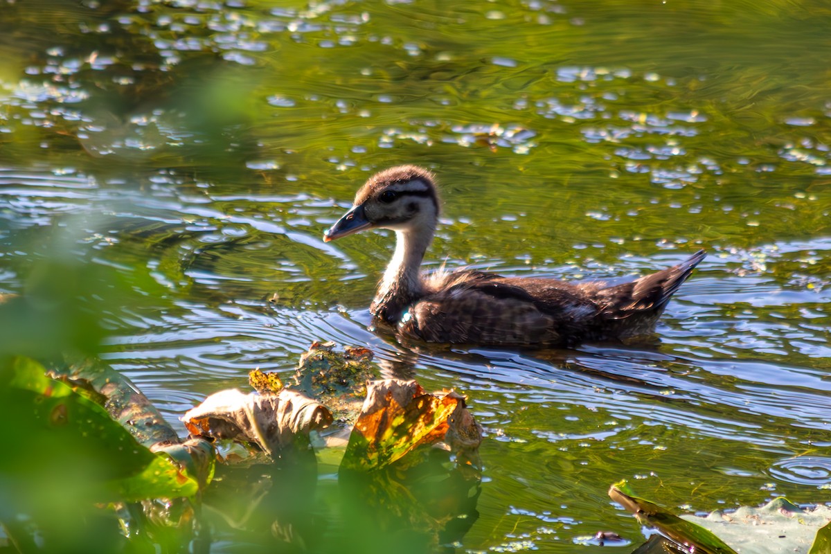 Wood Duck - ML638075520