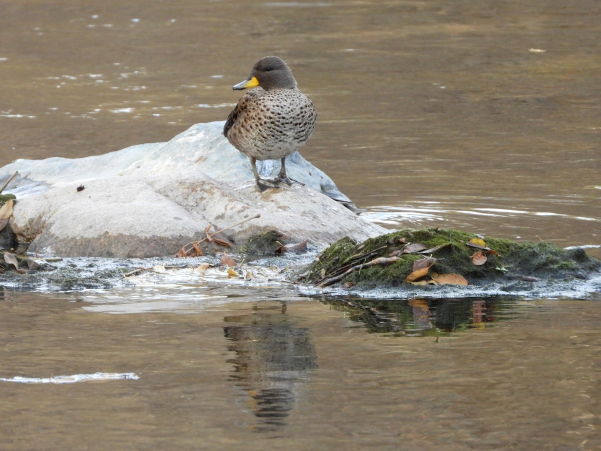 Yellow-billed Teal - ML638075527
