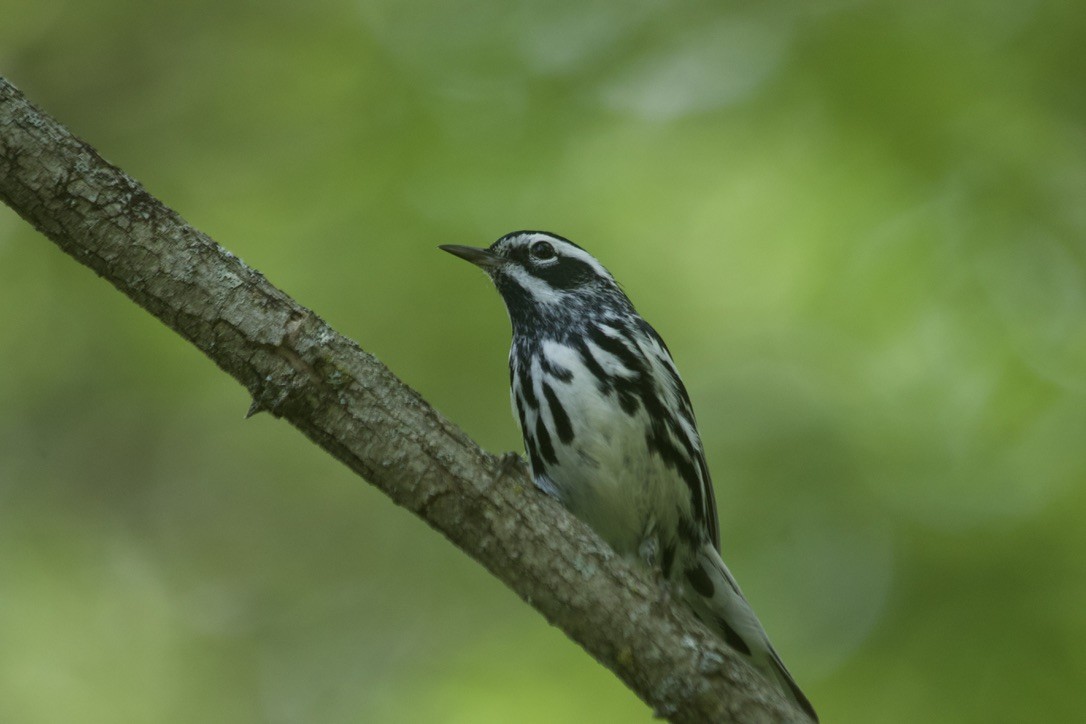 Black-and-white Warbler - ML638075535